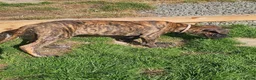 Great Dane dogs for sale: ONLY 1 GIRL LEFT-BRINDLE GREAT DANES-FULLY VAX'D - Advert 4