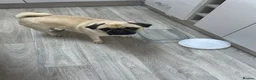 Pug dogs for sale: Female pug  - Advert 2