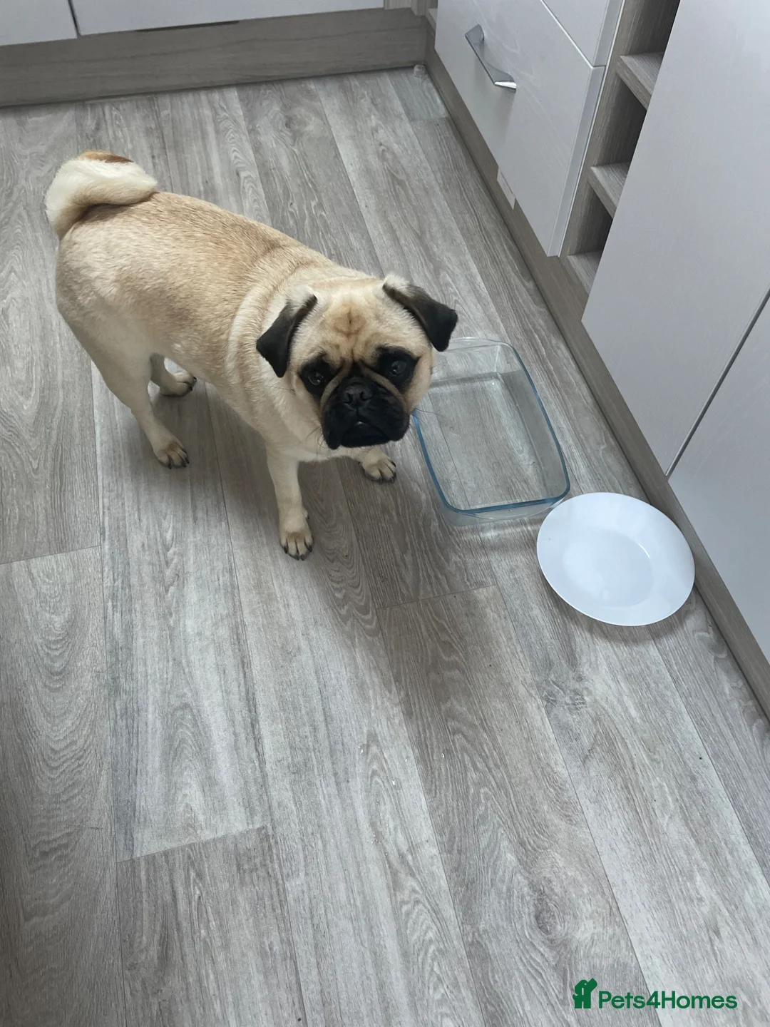 Pug dogs for sale: Female pug  - Advert 2