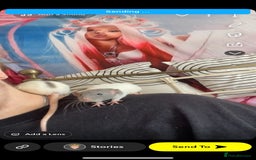 Rat rodents for sale: 3 Bonded Female rats - Image 4