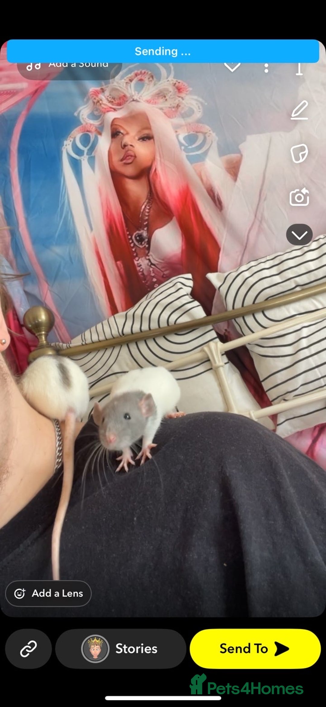 Rat rodents for sale: 3 Bonded Female rats - Image 4