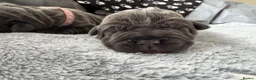 Neapolitan Mastiff dogs for sale: Rare breed Neapolitan mastiff puppies  - Advert 22