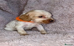Cocker Spaniel dogs for sale: Stunning Cocker Spaniel Pups - Image 6