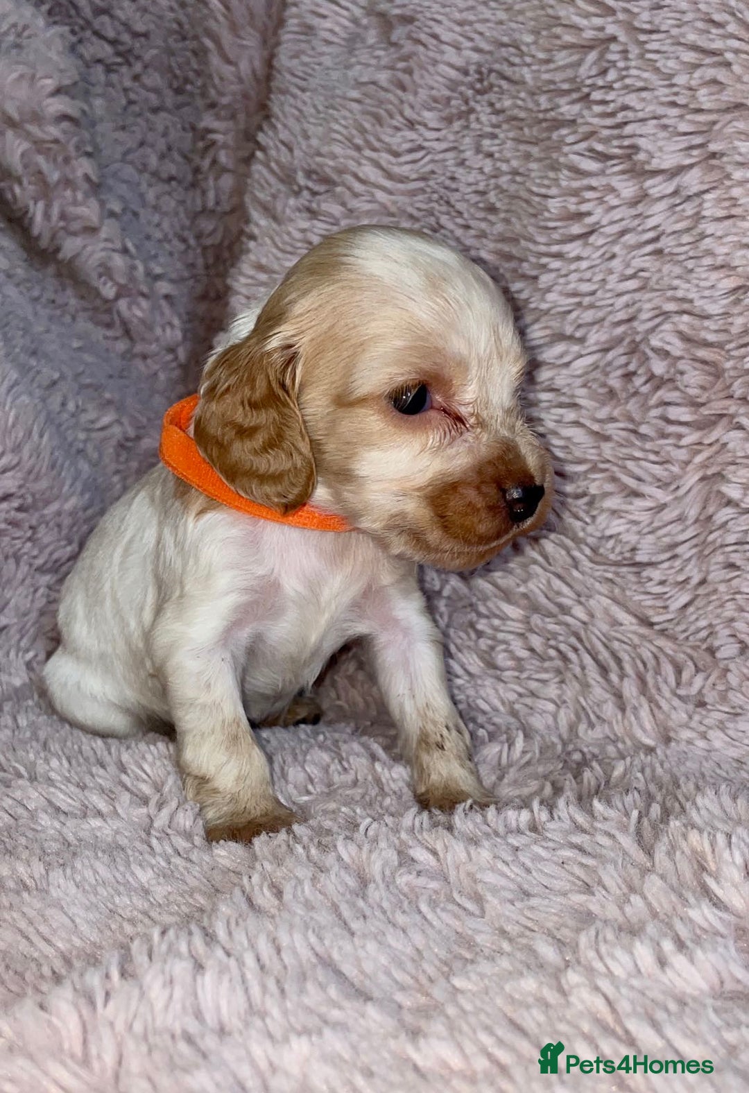 Cocker Spaniel dogs for sale: Stunning Cocker Spaniel Pups - Image 6