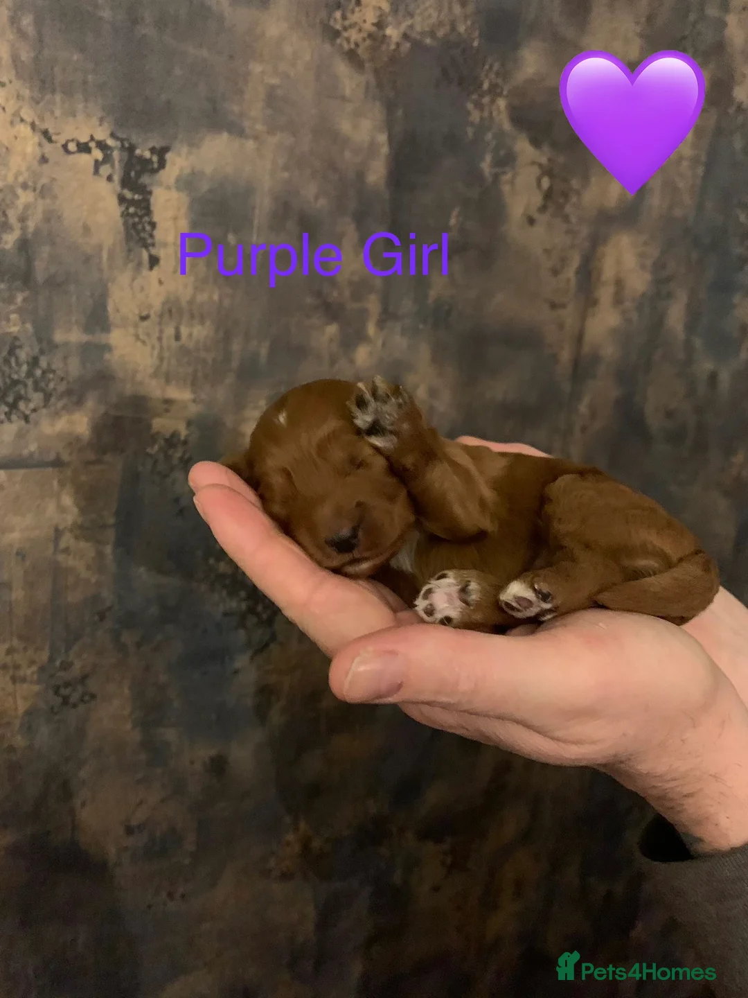 Cockapoo dogs for sale: 🐾Outstanding Health Checked Cockapoo puppies 🐶  - Advert 4