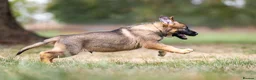 German Shepherd dogs for sale: Top Working Line KC GSD  - Advert 3