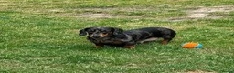 Miniature Dachshund dogs for sale: OUTSTANDING SMOOTH MINIATURE DACHSHUND PUPS  - Advert 14