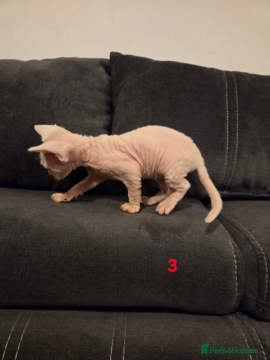Devon Rex cats for sale: ✨ Beautiful Devon Rex Kittens – GCCF Registered ✨ - Advert 24