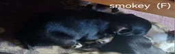 Frug dogs for sale: Frug puppies in Stoke-on-Trent - Advert 4
