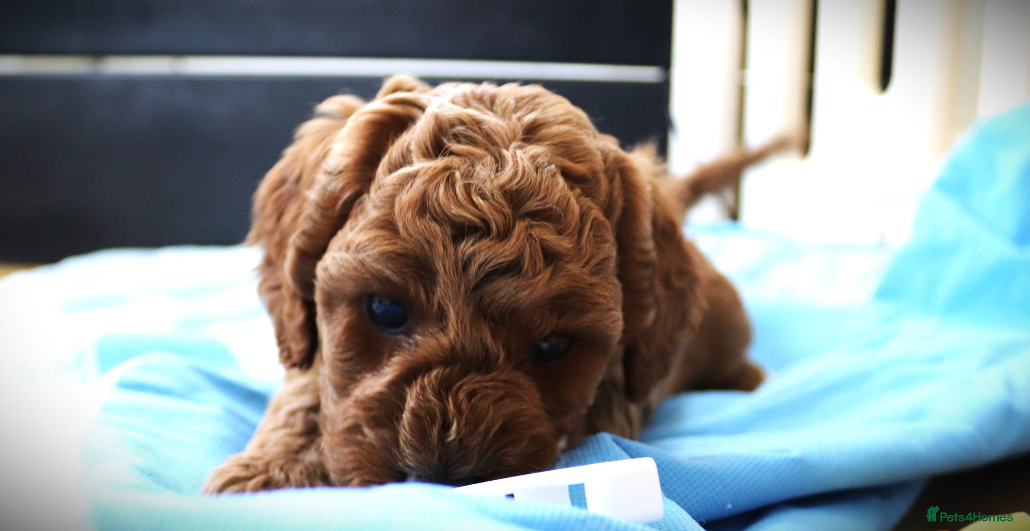 Cavapoo dogs Quality, Red, Low-Shedding Toy Cavapoo Puppies - Advert 2