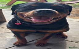Rottweiler dogs for sale: 1 year old female Rottweiler  - Image 3