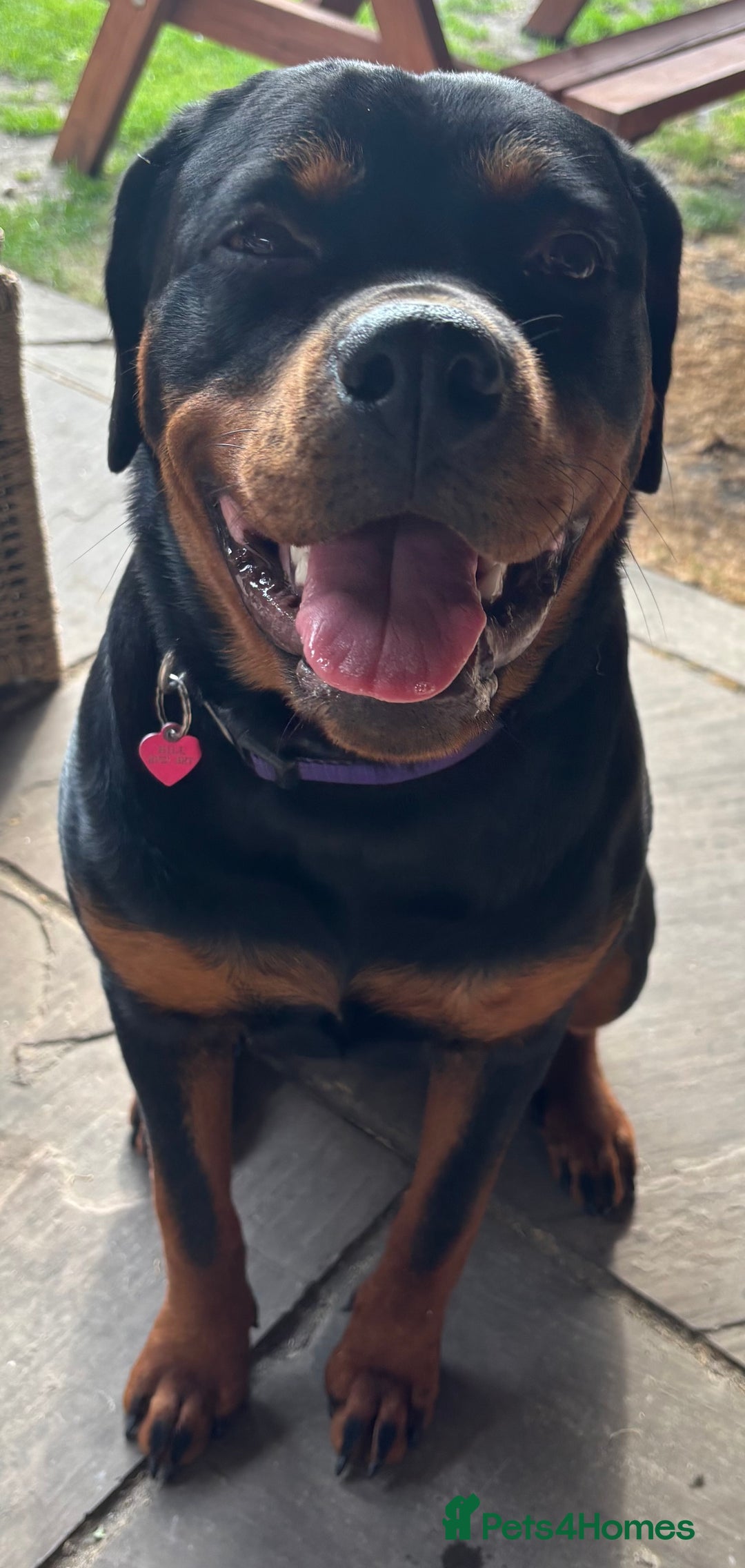 Rottweiler dogs for sale: 1 year old female Rottweiler  - Image 3