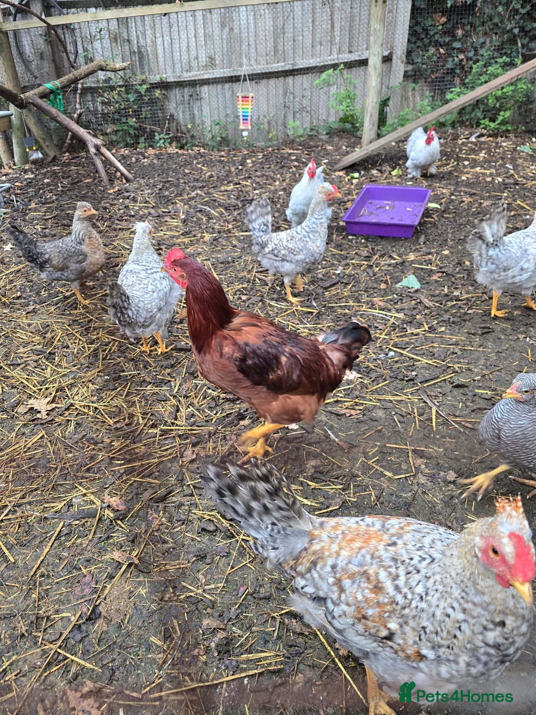 Chickens poultry for sale: Lavender Pekin Bantam Cream Legbar chickens  - Advert 4