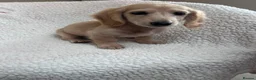 Miniature Dachshund dogs for sale: ***mini dachshund *** - Advert 23