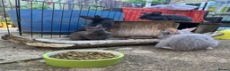 Mixed Breed rabbits for sale: Bunnies for sale *ready to leave* - Advert 3