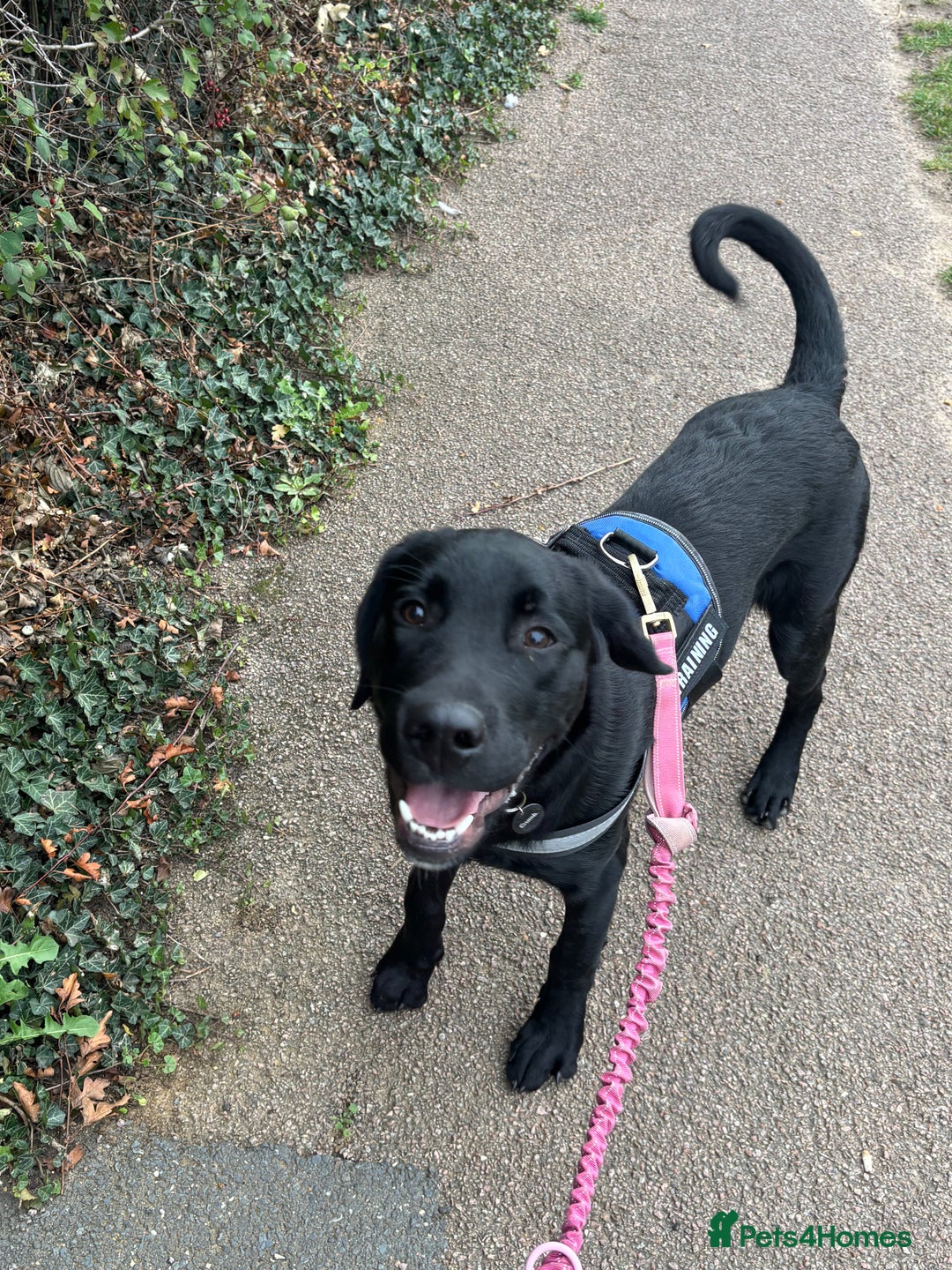 Goldador dogs for sale: Goldador for sale  - Advert 5