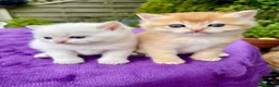 British Shorthair cats for sale: Golden, Golden Colourpoint & Silver Tipped - Advert 1