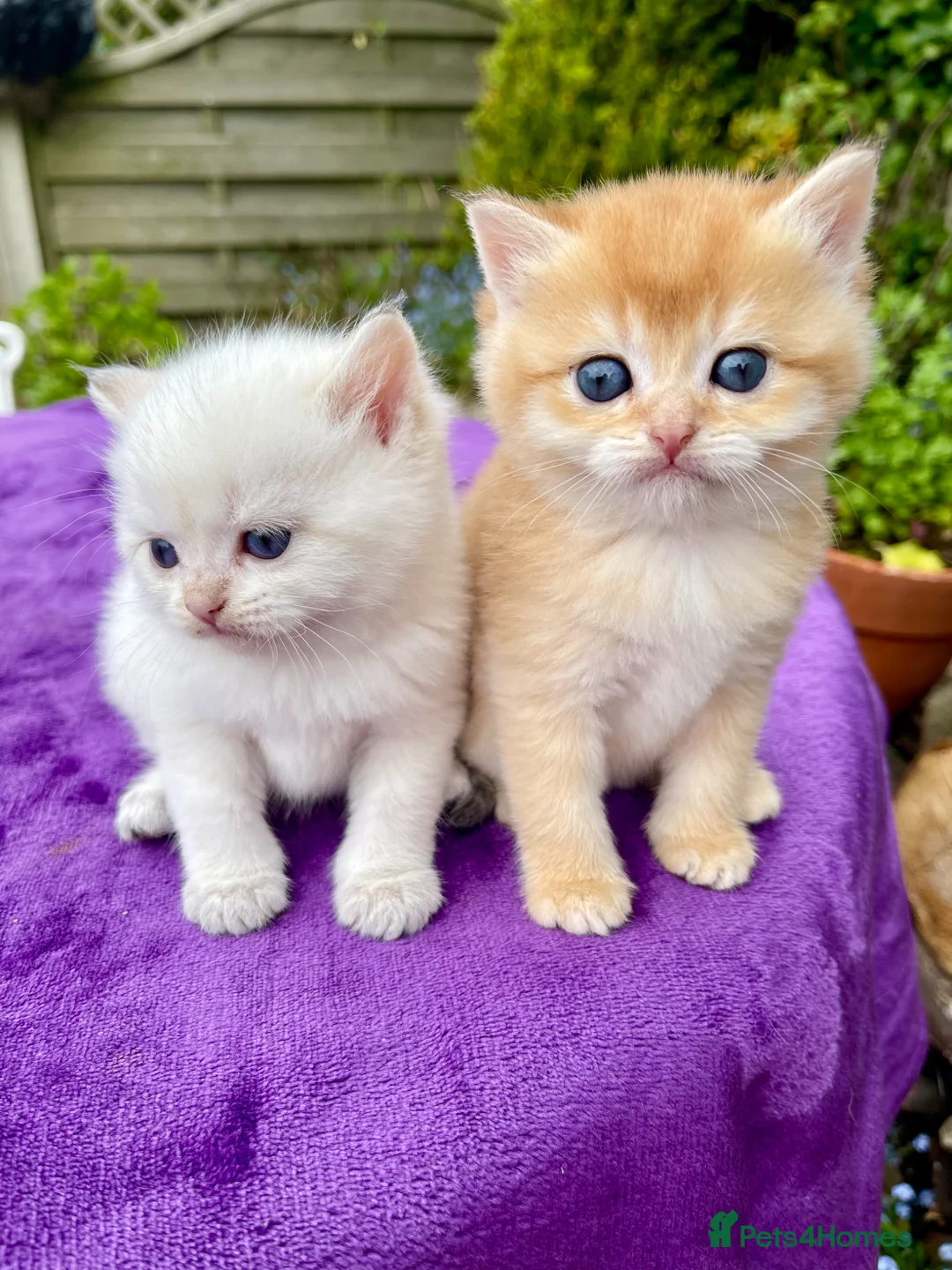 British Shorthair cats for sale: Golden, Golden Colourpoint & Silver Tipped - Advert 1