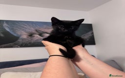 European cats for sale: 1 kitten for sale  - Image 2