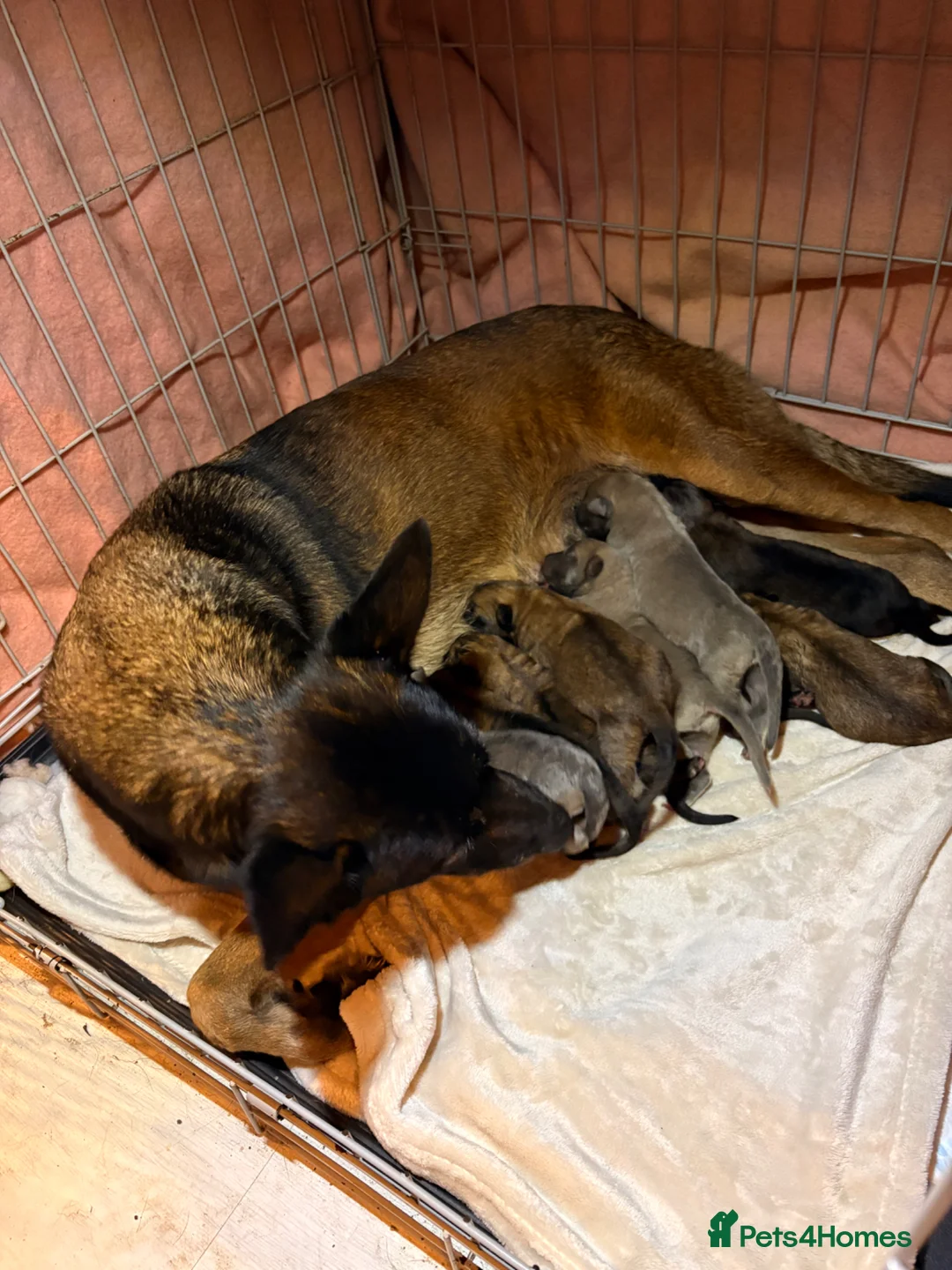 Mixed Breed dogs for sale: Belgium malinois x German shepherd - Advert 1