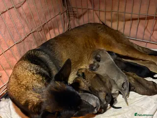 Mixed Breed dogs Belgium malinois x German shepherd - Advert 1