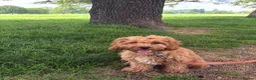 Cavapoo dogs for sale: Loveable Cavapoo - Advert 4