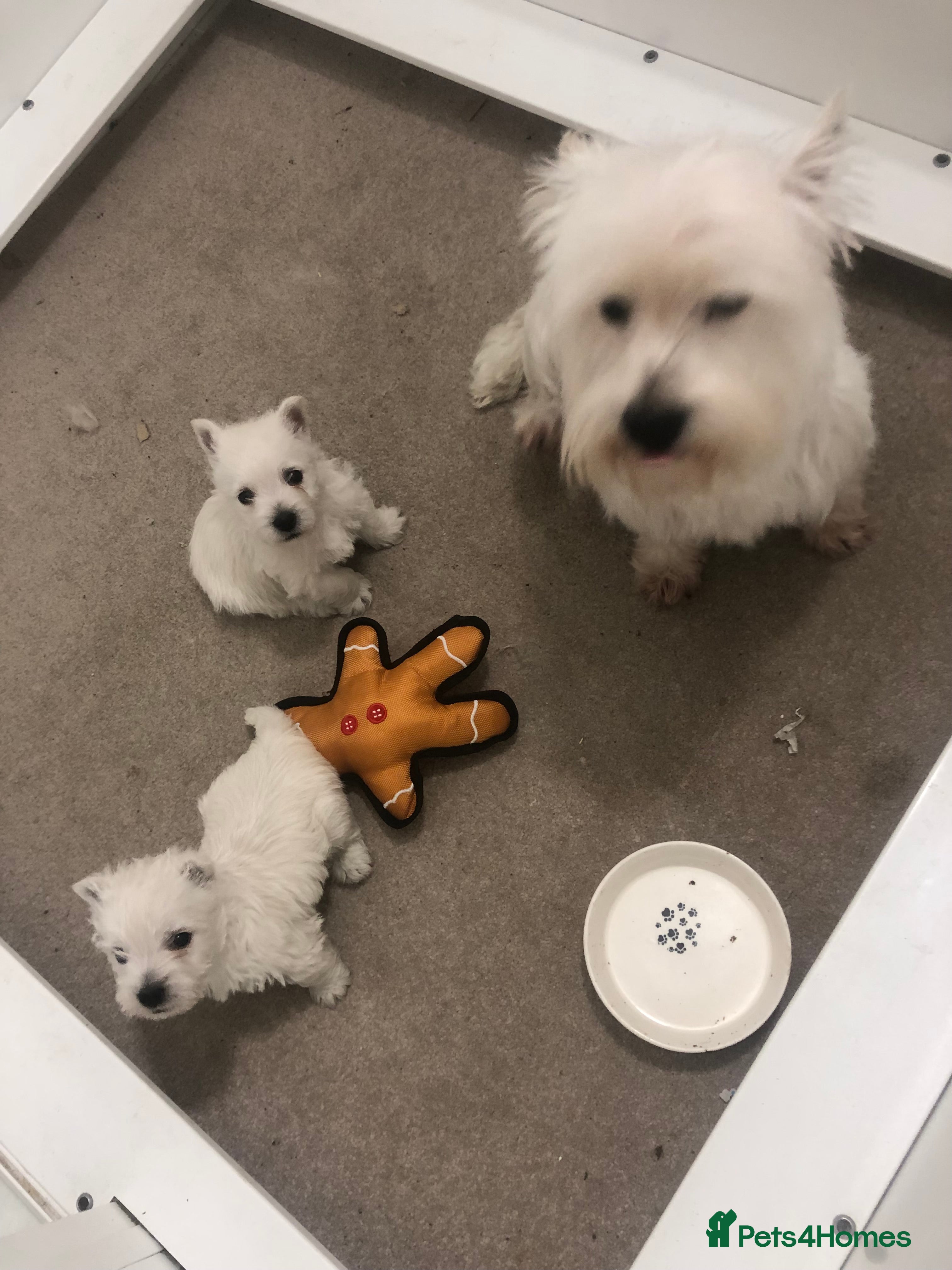 West Highland Terrier dogs Stunning westie boy ready now - Advert 3