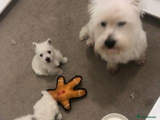 West Highland Terrier dogs Stunning westie boy ready now - Advert 3