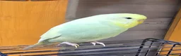 Budgerigars birds for sale: Two budgerigars for sale. - Advert 10