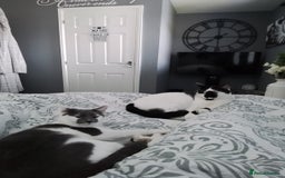 Domestic Shorthair cats for sale: Daisy and Bear - Image 3