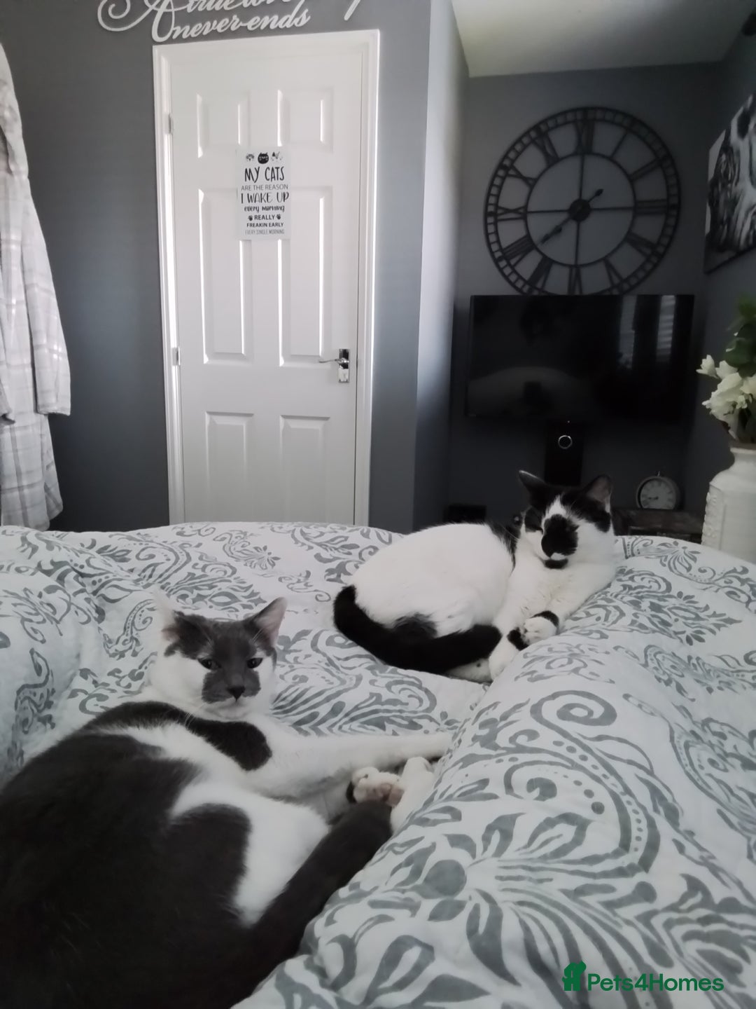 Domestic Shorthair cats for sale: Daisy and Bear - Image 3
