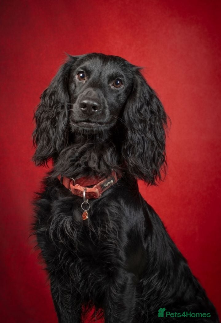 Cocker Spaniel dogs HEALTH TESTED PROVEN WORKING COCKER SPANIEL - Advert 11
