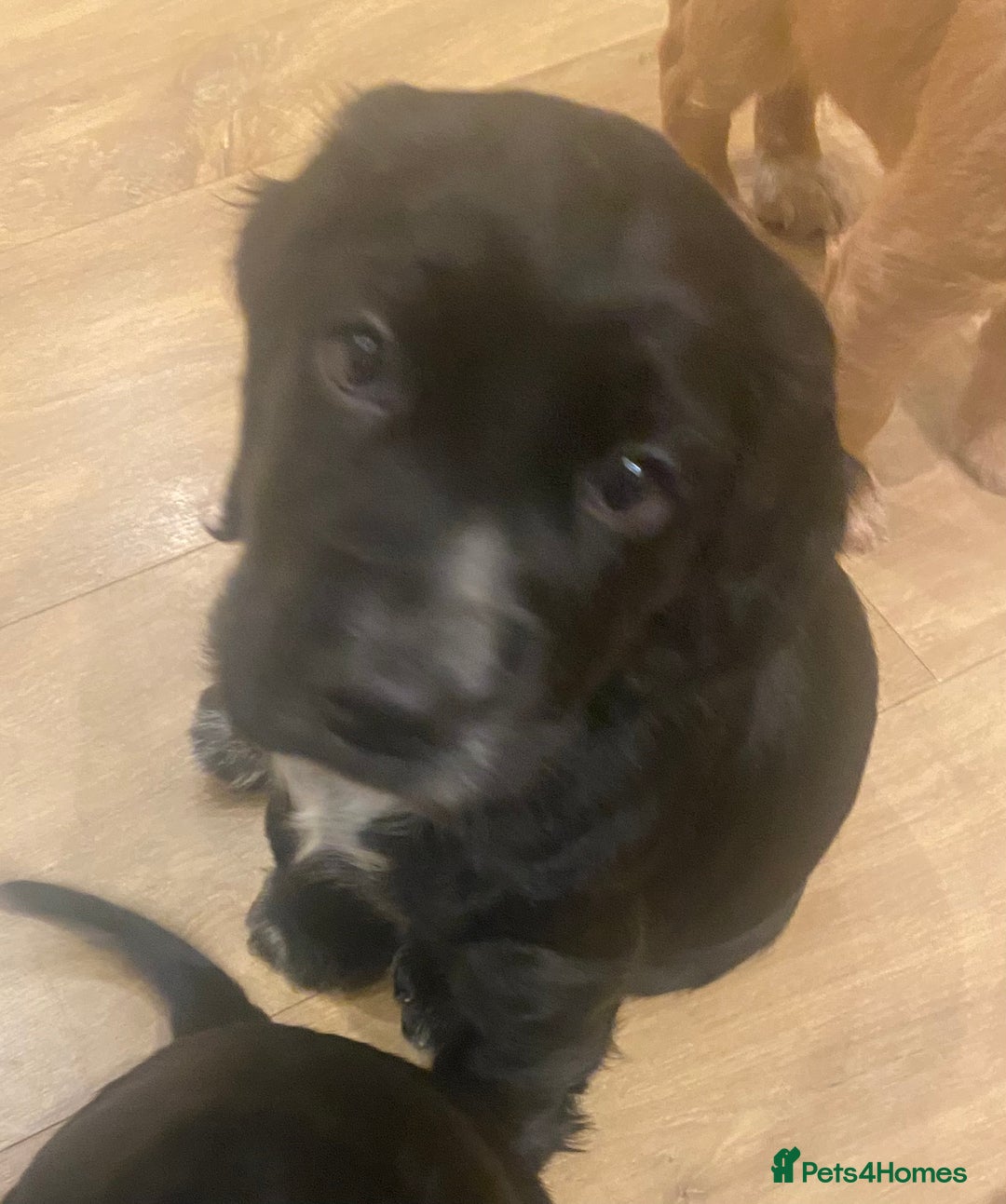 Cocker Spaniel dogs for sale: Cocker Spaniel Puppies - Advert 4