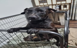 Patterjack dogs for sale: Paterjacks  - Image 10