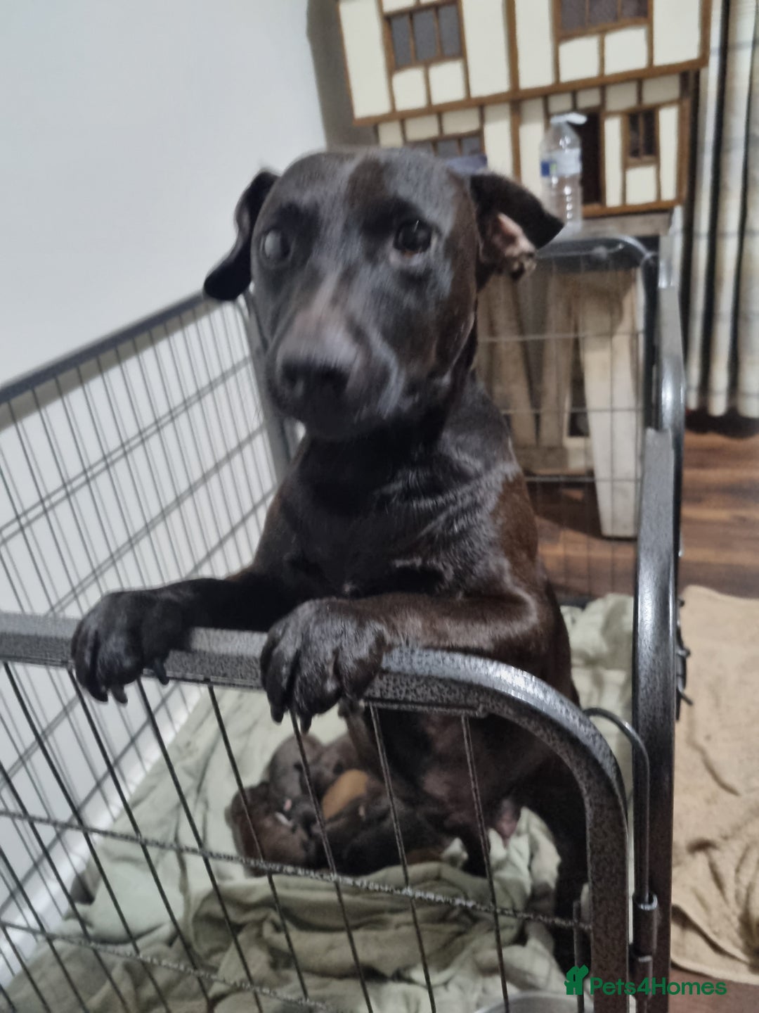 Patterjack dogs for sale: Paterjacks  - Image 10