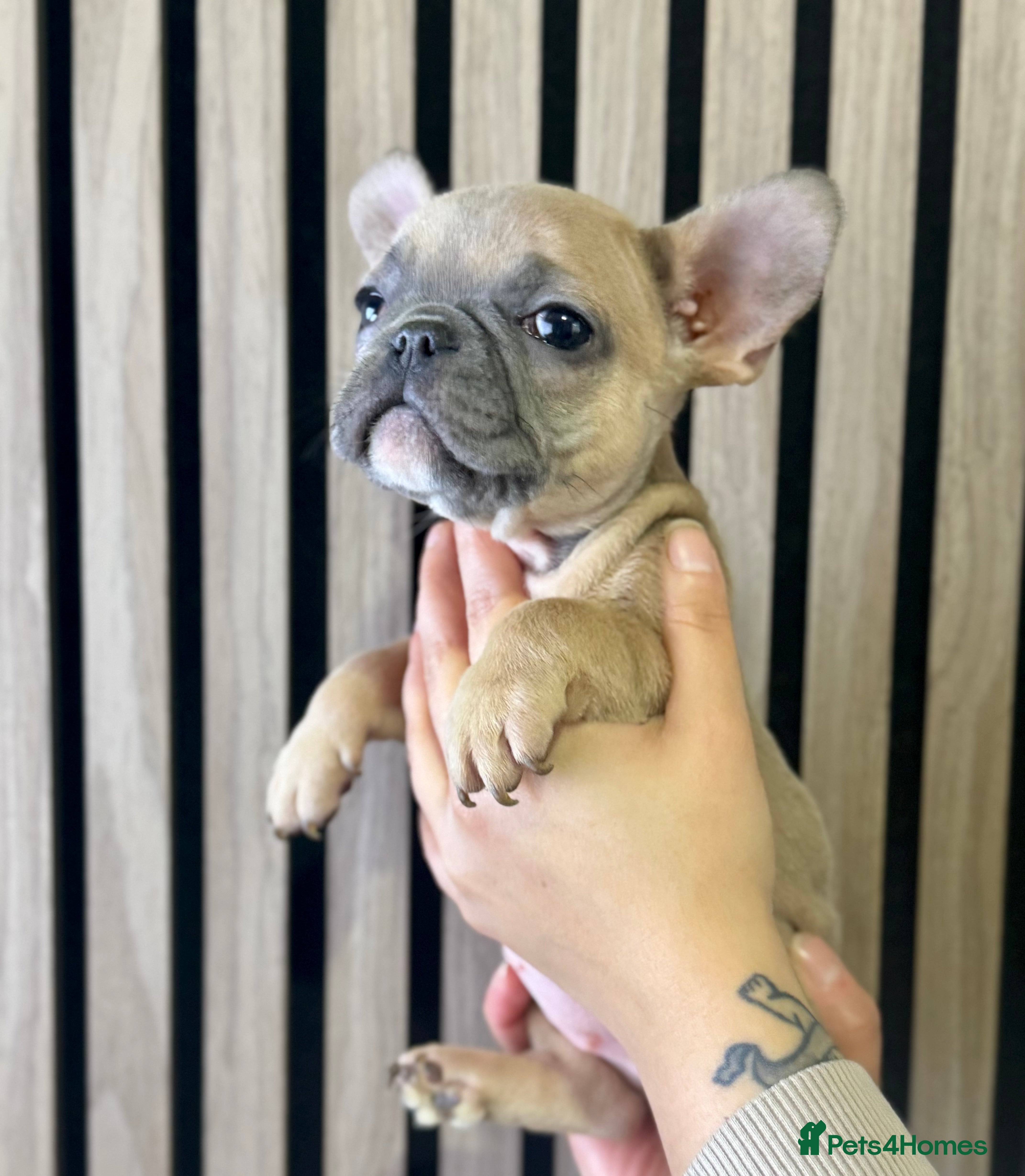 French Bulldog dogs LAST 3 GIRLS KC REGISTERED FRENCH BULLDOG 🐶 - Advert 8