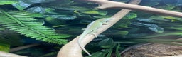 Anole reptiles for sale: 3 x juvenile green anole for sale - Advert 4