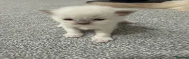 Ragdoll 1