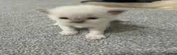 Bengal cats for sale: 4Beautiful Male Kitten Ragdoll & Ragdoll x Bengal in Altrincham - Advert 5