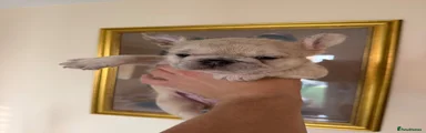 Bristly bruno