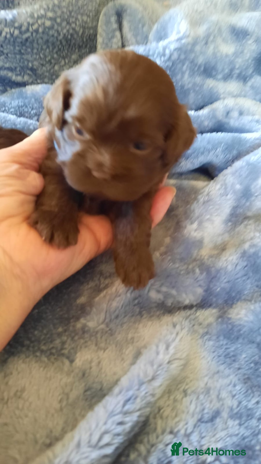 Shihpoo dogs for sale: Chocolate Toy Shipoo pups - Image 18