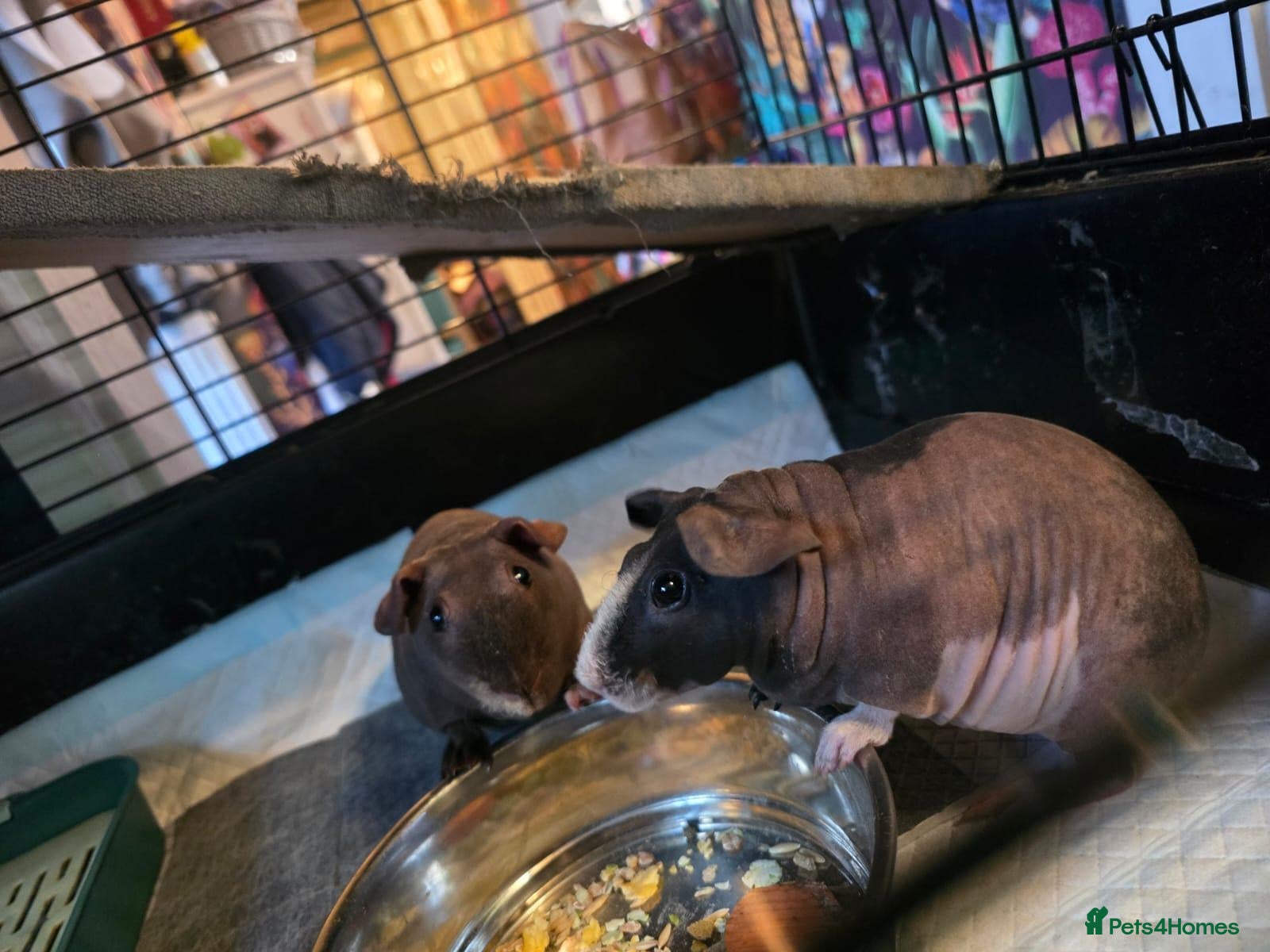 Guinea Pig rodents 2x female skinny pigs - Advert 1