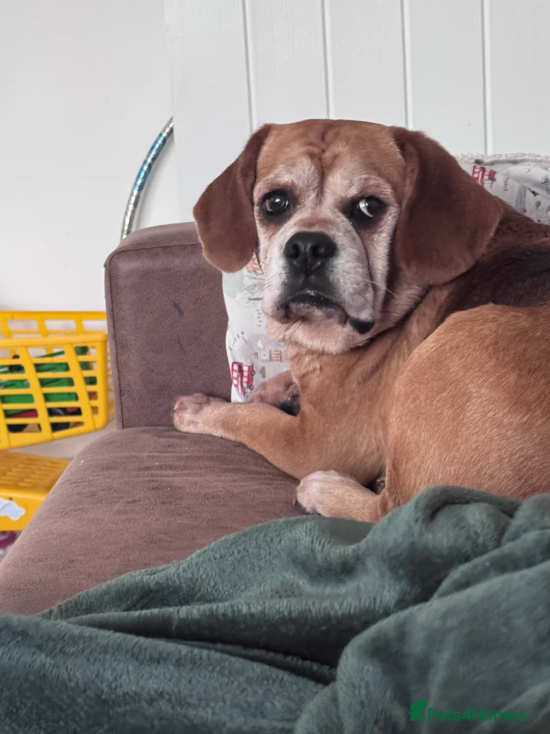 Puggle dogs for sale: Louie for rehome  - Advert 2