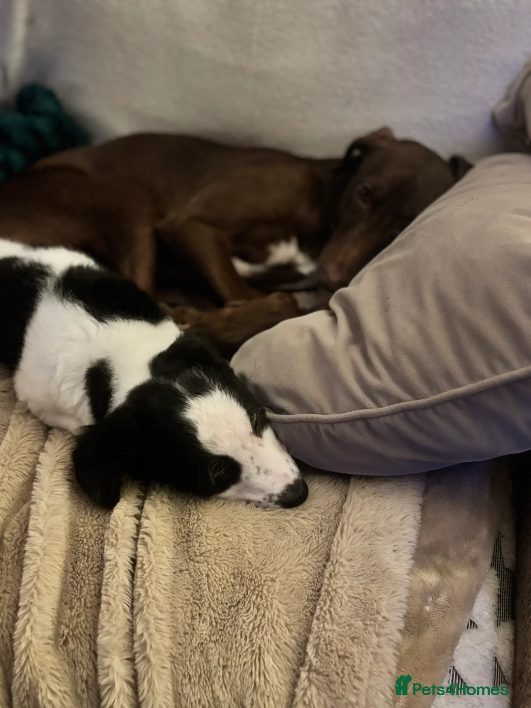 Mixed Breed dogs for sale: Whippet puppies  - Advert 2