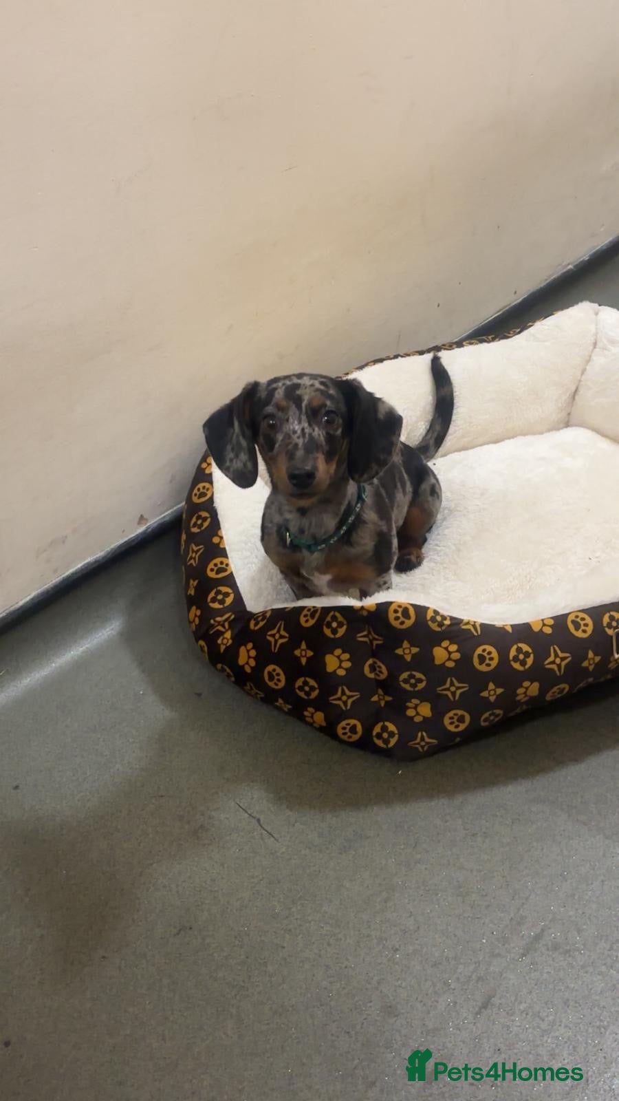 Miniature Dachshund dogs Dolly the dauschund - Advert 3