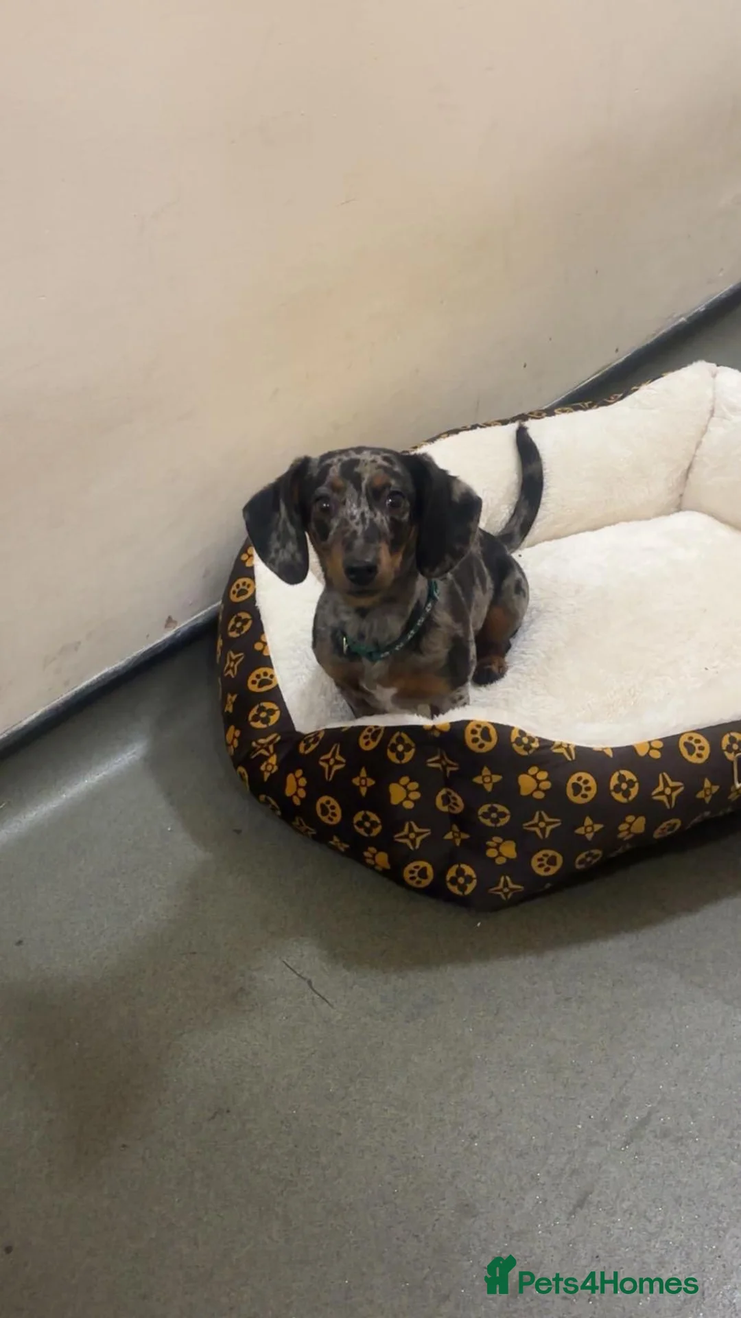 Miniature Dachshund dogs for sale: Dolly the dauschund - Advert 1