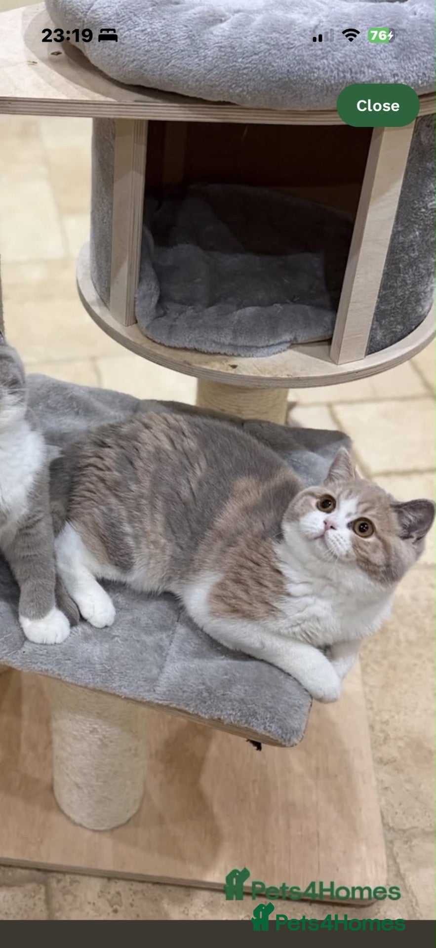 British Shorthair cats READY NOW - REGISTERED FULL PEDIGREE BSH FROM £595 - Advert 2