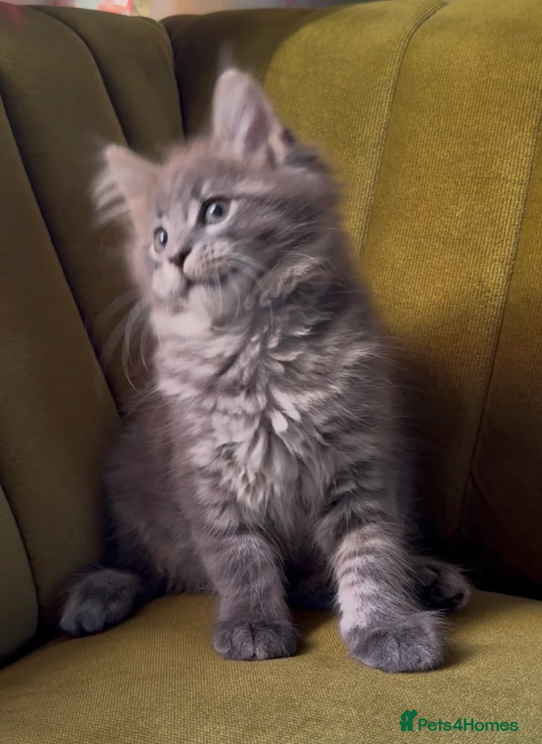 Maine Coon cats for sale: Blue tabby girl READY NOW umbilical hernia - Advert 1