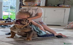 English Bulldog dogs for sale: Lovely English bulldog girl  - Image 7