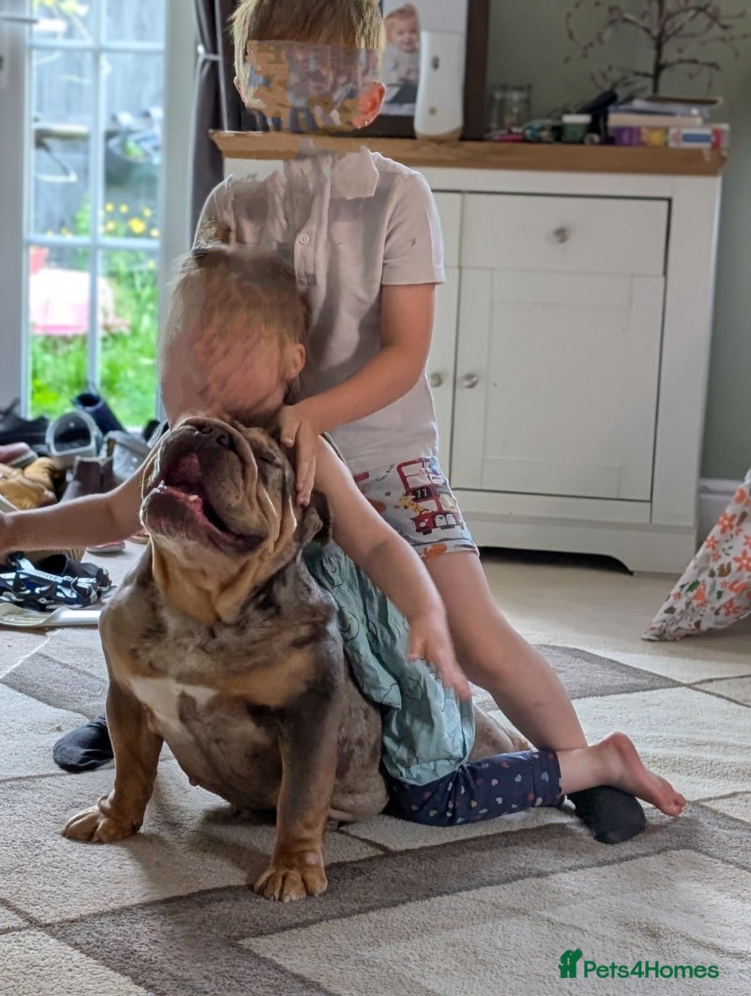 English Bulldog dogs for sale: Lovely English bulldog girl  - Image 7